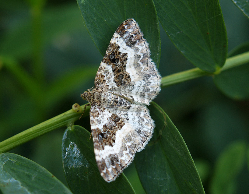 Epirrhoe alternata e Camptogramma bilineata